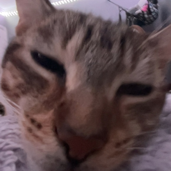 Meet your Posher, Gibson - Picture 1 of 1